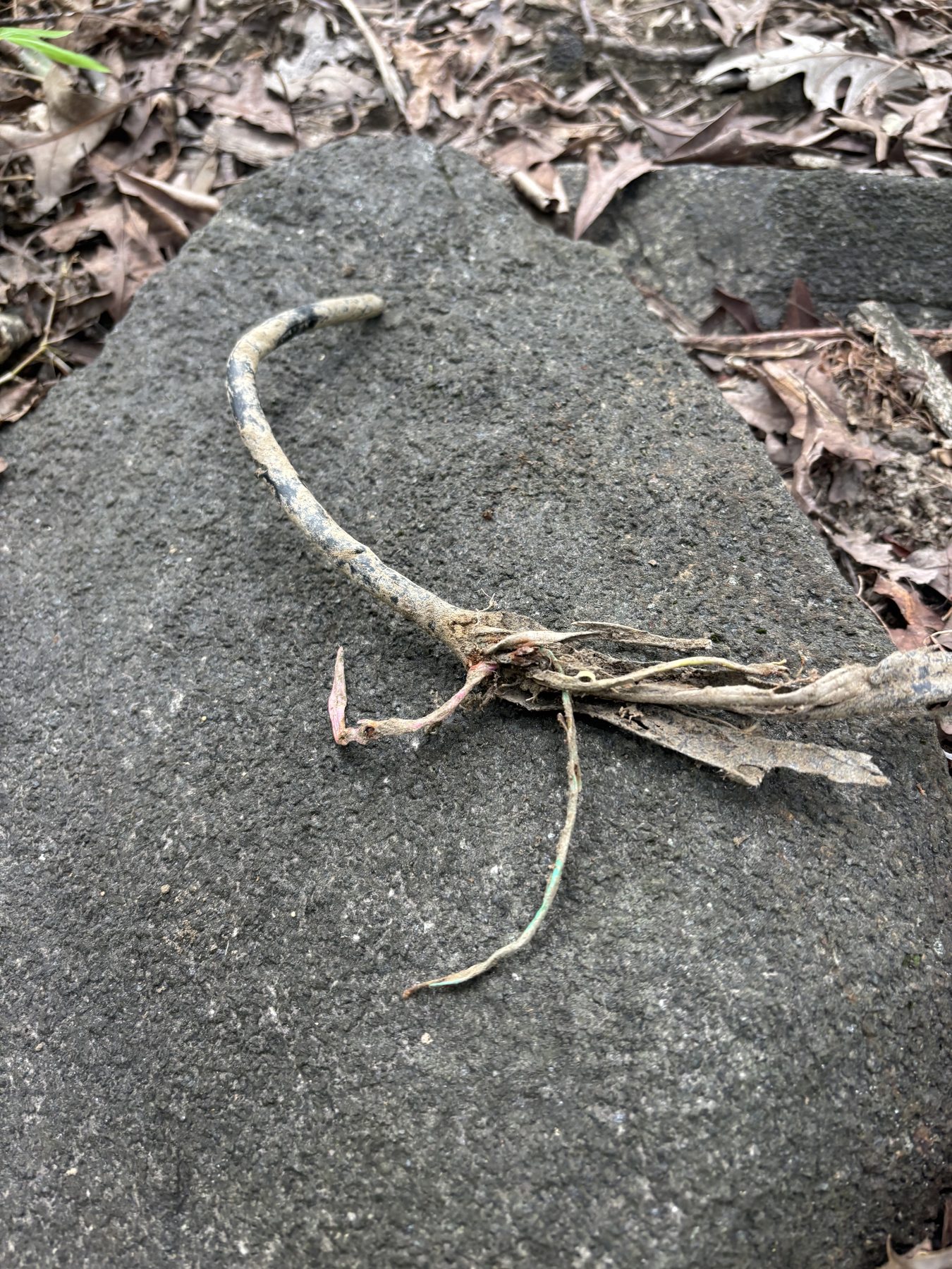 A thick, bent piece of wire resting on a rock