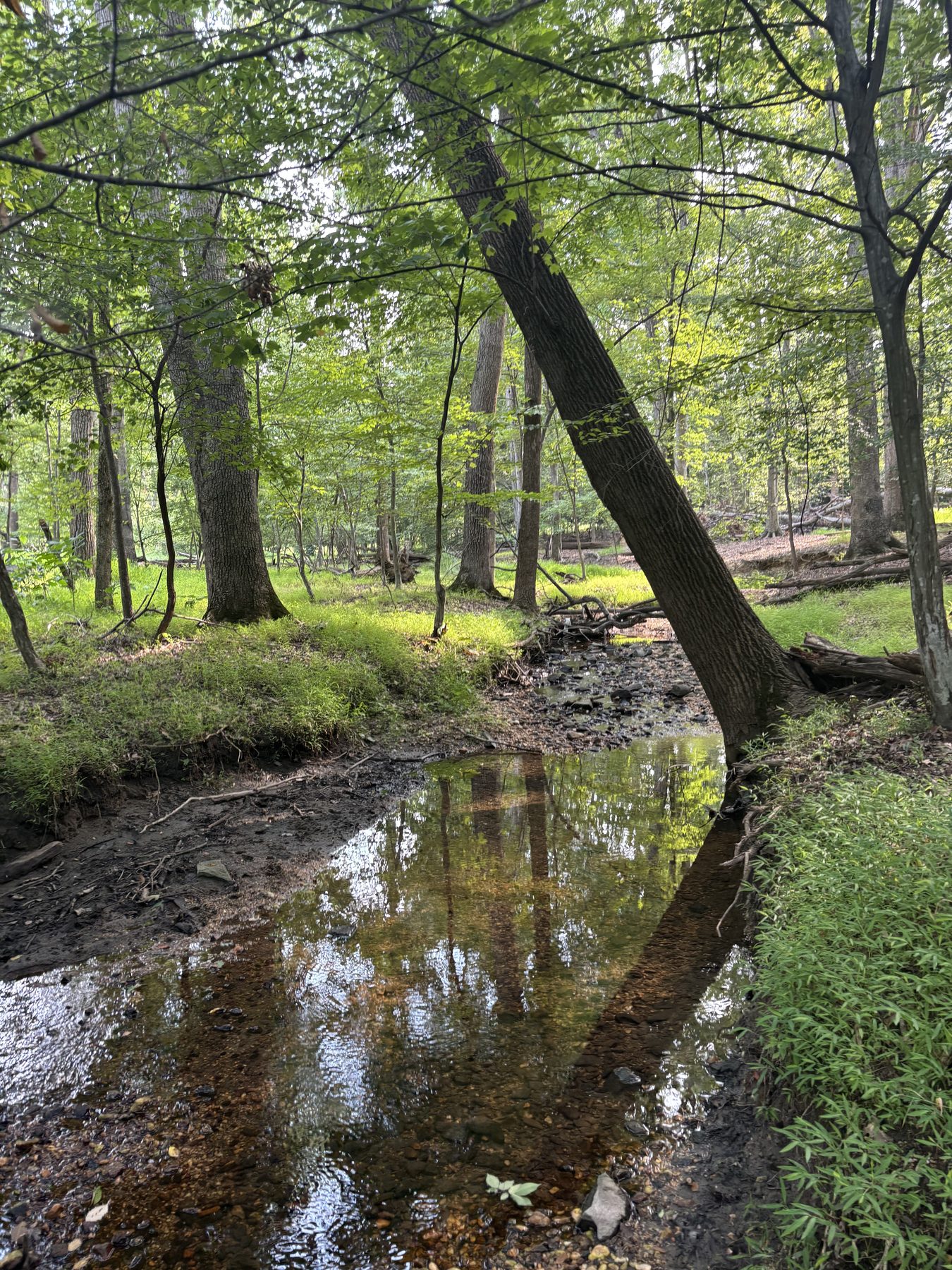 Cedar Branch creek running through the woods